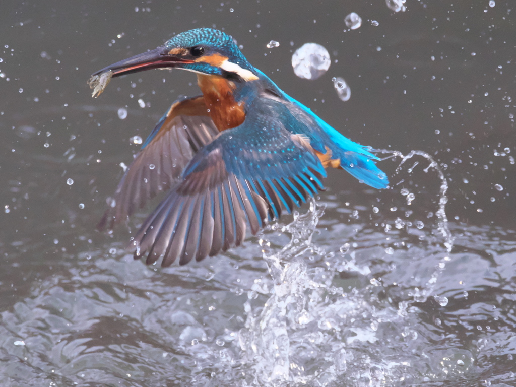 浮上 281-2（父親）