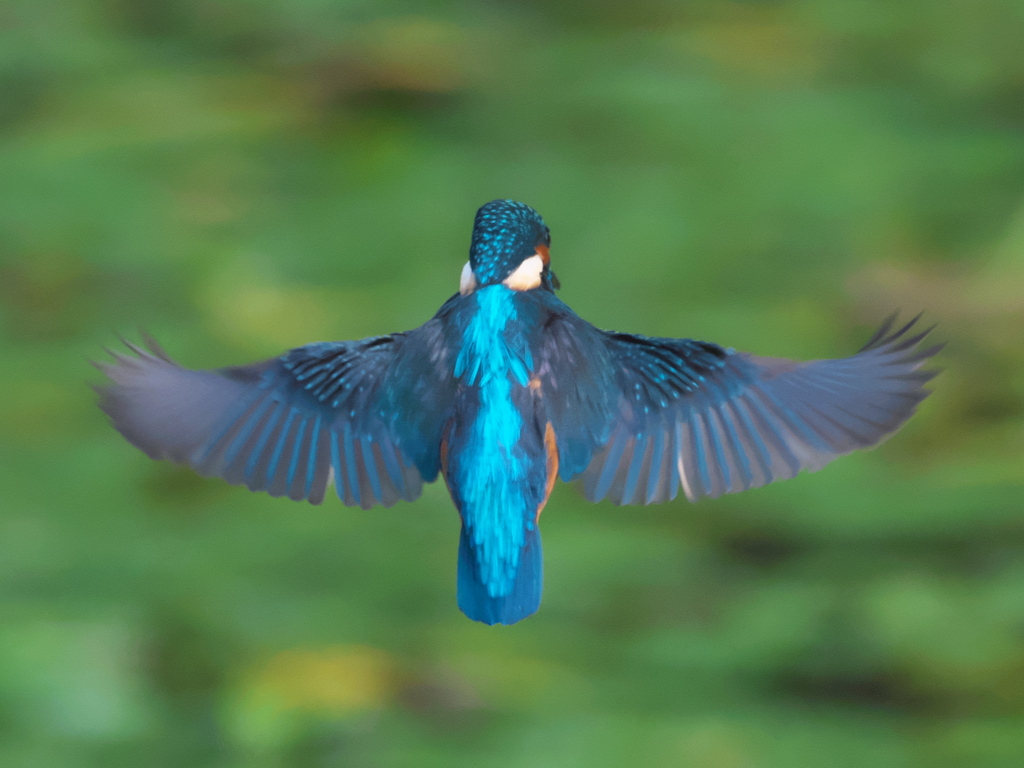 ホバ 9-2（父親）