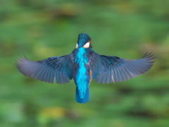 ホバ 9-2（父親）