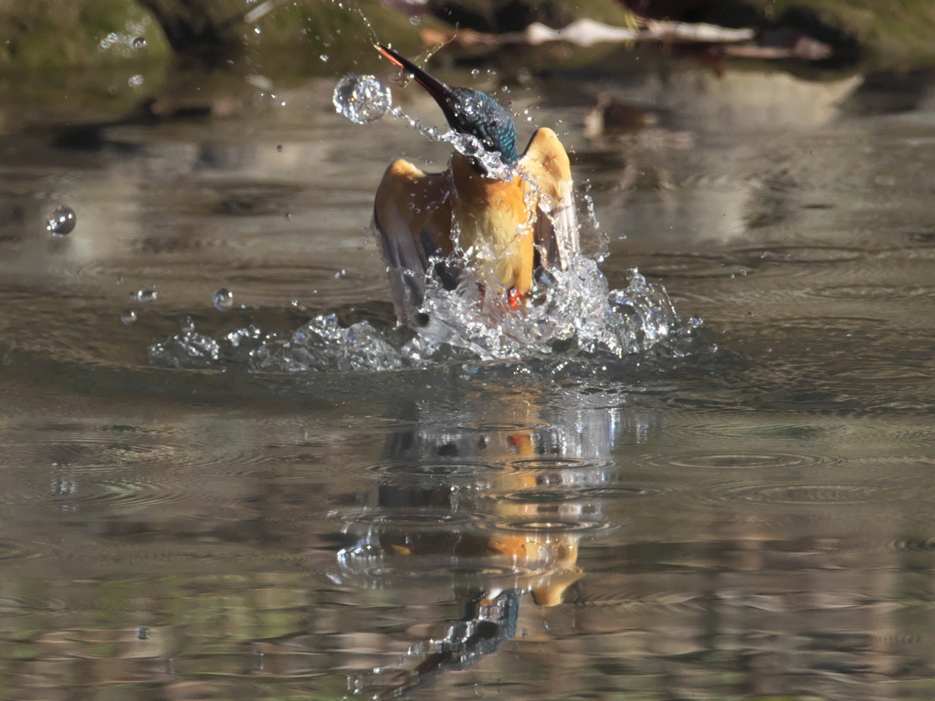 浮上 297-1（嫁候補）