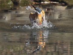 浮上 297-1（嫁候補）