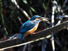 止り木 176（父親）