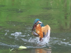 浮上 93-1（父親 巨大オタマジャクシ）