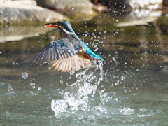 浮上 342（嫁候補）