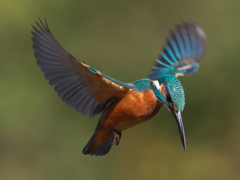 ホバ 21-2（父親）