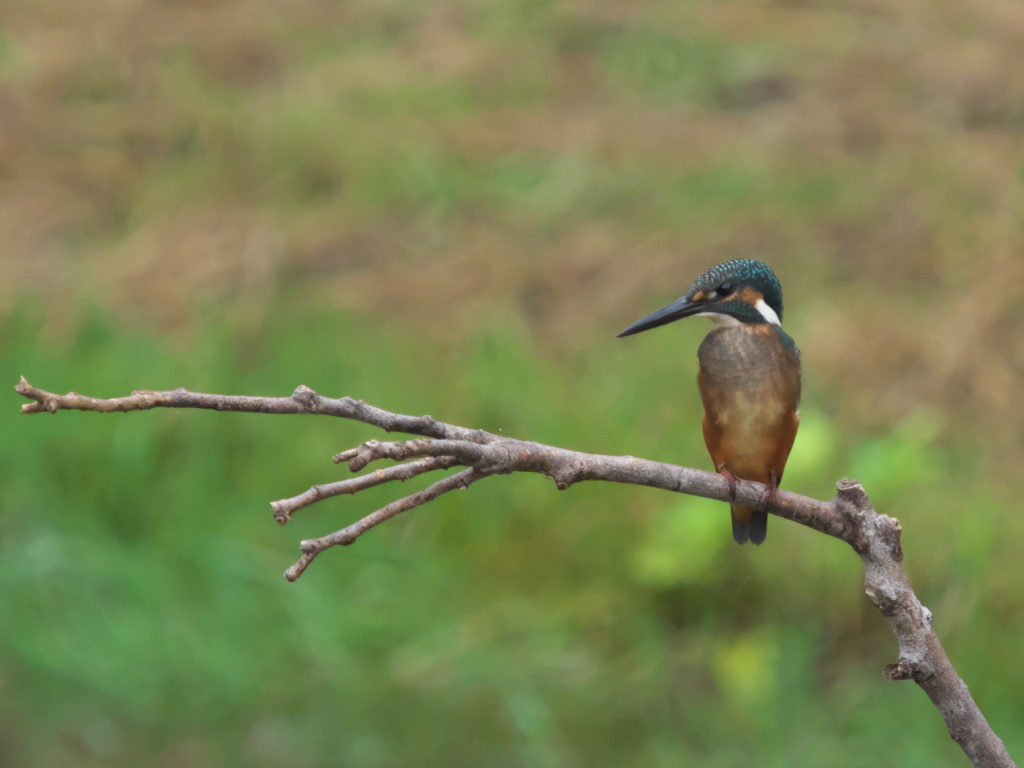 止り木 15（黒い若雄）