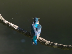 止り木 18（父親）