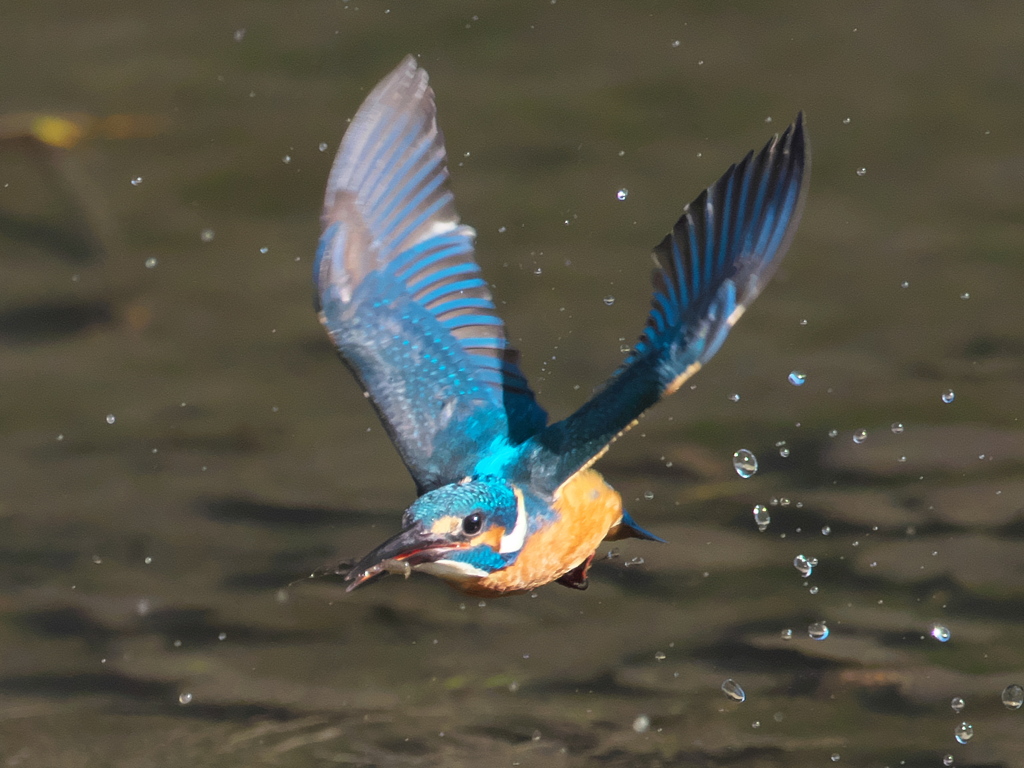 浮上 200-1（父親）