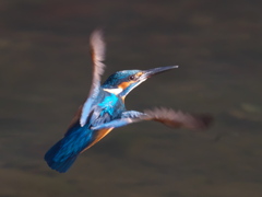 華麗なるターン 6（父親）