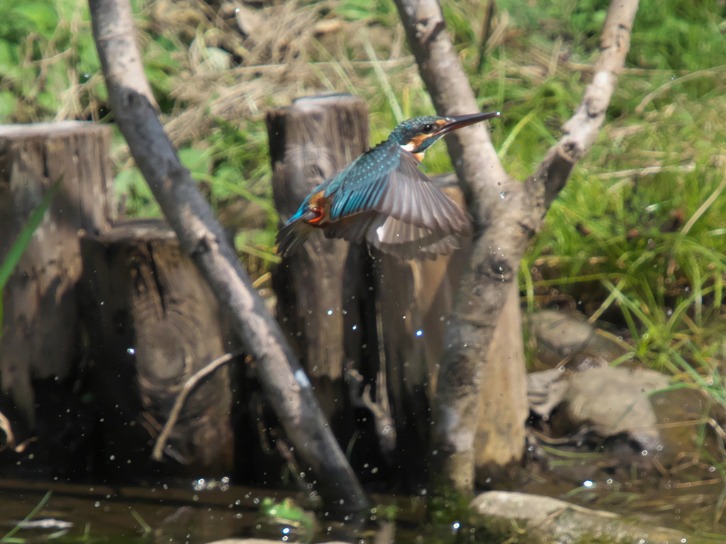 浮上 67-4（嫁候補？）