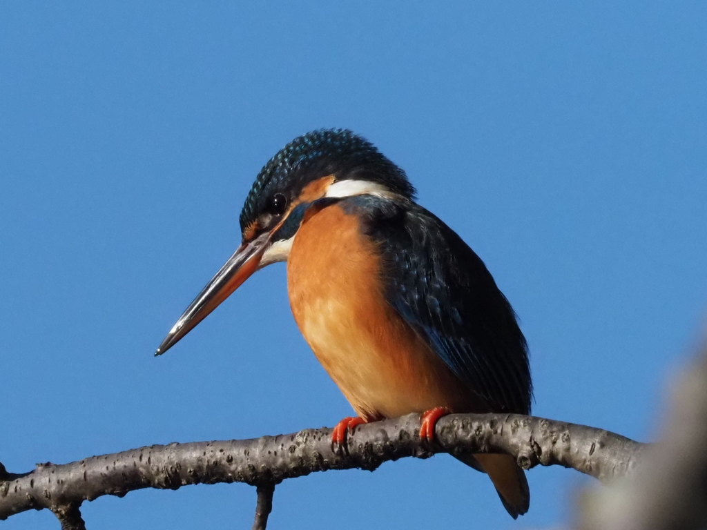 青空を背にして