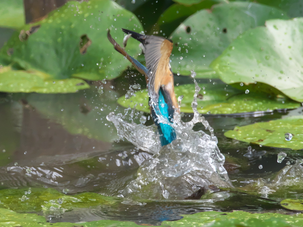 浮上 81-2（黒い若雄 お魚獲れたよ）