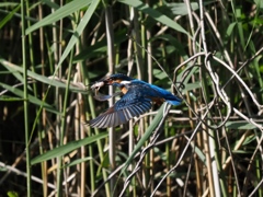お魚獲れたよ 65 お魚獲れたよ 65