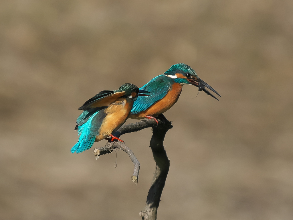 止り木 359（雄と雌）