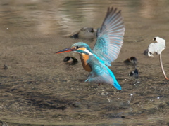 浮上 305（嫁候補）