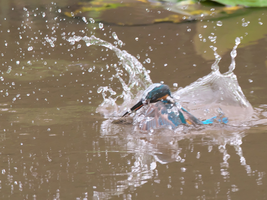 飛び込みシーケンス 6-6（父親）