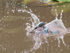 飛び込みシーケンス 6-6（父親）
