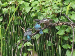 給餌 1-2（お父ちゃん来たあ！）