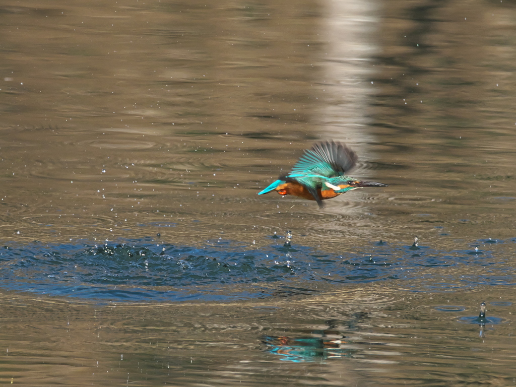 浮上 414-1（父親）