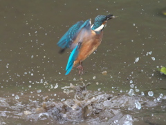 浮上 48-2（子 エビ獲れたよ）