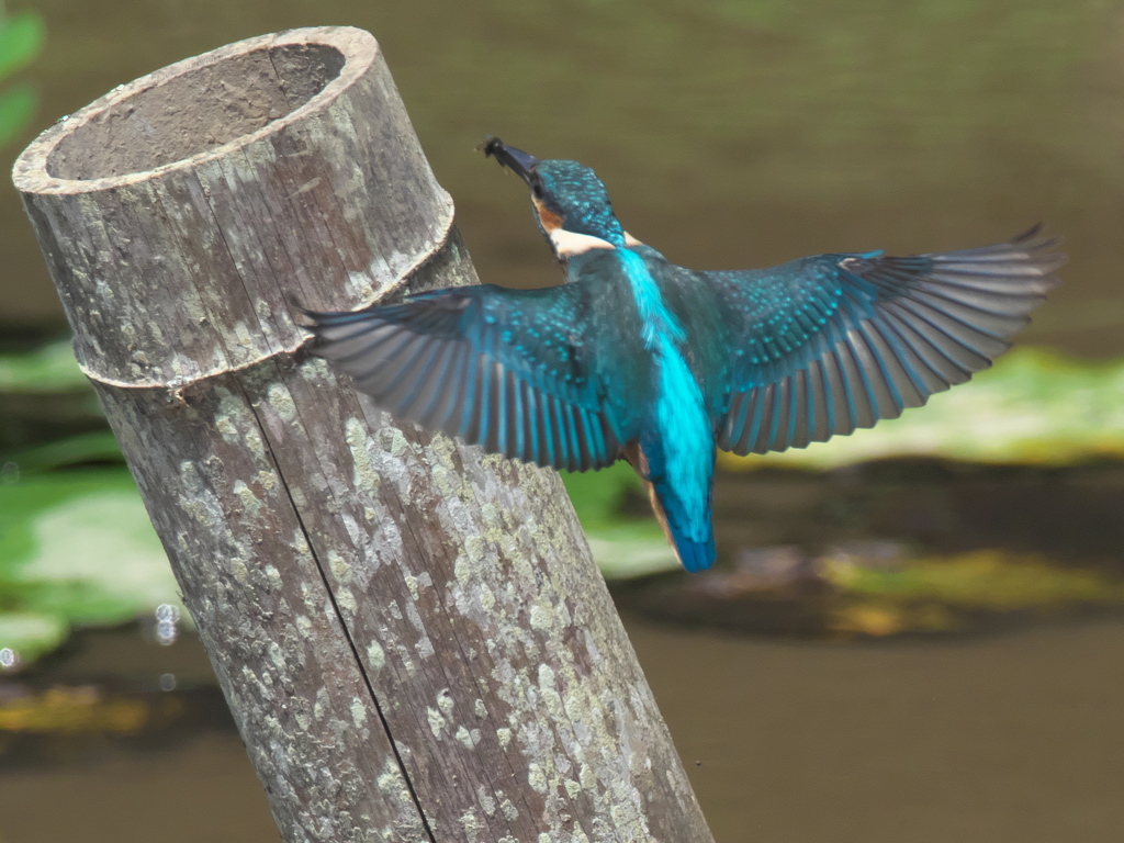 浮上 53-5（子 エビ獲れたよ）