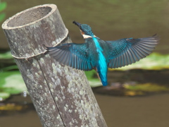 浮上 53-5（子 エビ獲れたよ）