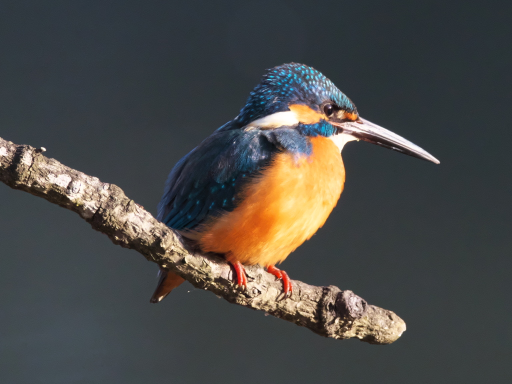 止り木 151（父親）