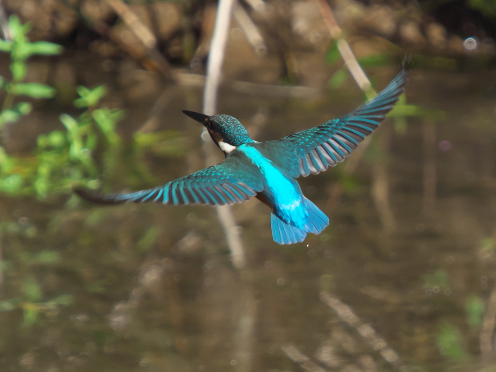 止り木へ 1（黒い若雄）
