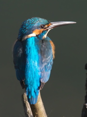 止り木 99（父親）