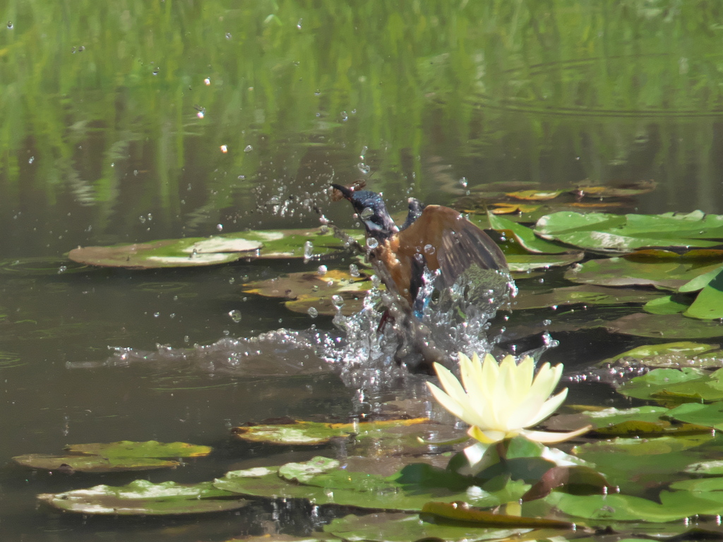 浮上 62（父親 エビ獲れたよ）