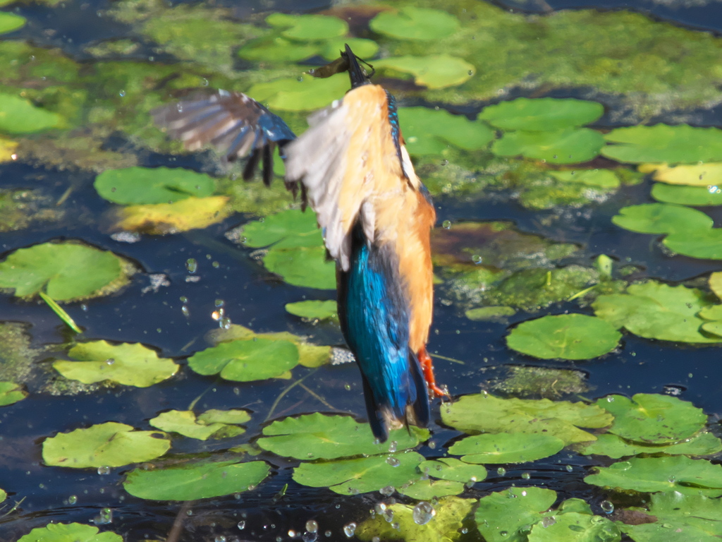 飛び込みシーケンス 14-3（若雄）