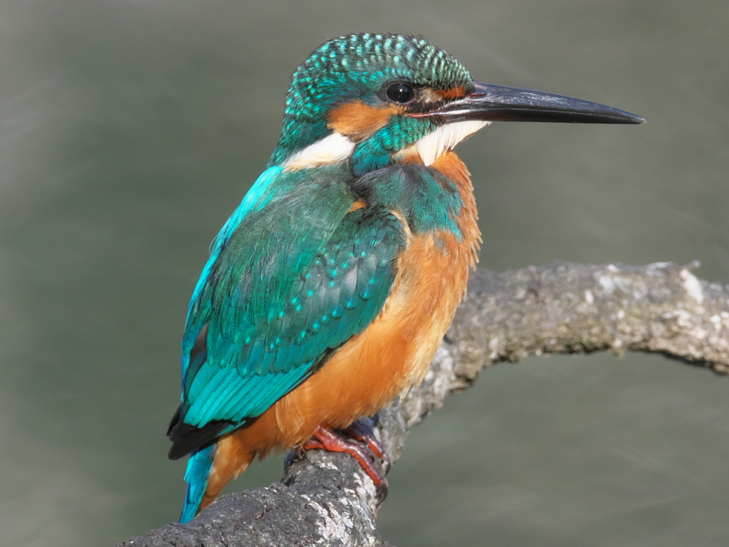 止り木 107（父親）