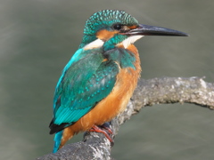 止り木 107（父親）