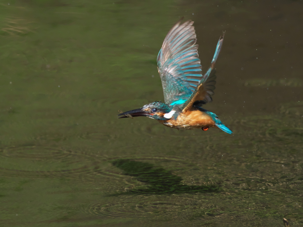 エビ獲れたよ 45