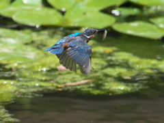 お魚獲れたよ 41