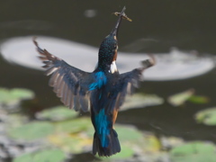 エビ獲れたよ 29-2（父親）