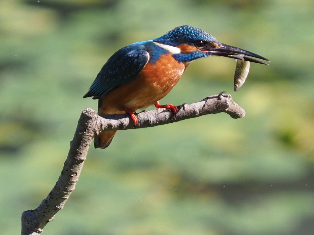 朝ごはん（小魚）
