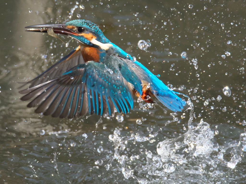 浮上 289-1（父親）