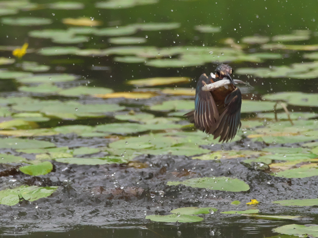 浮上 38-1（父親 お魚獲れたよ）