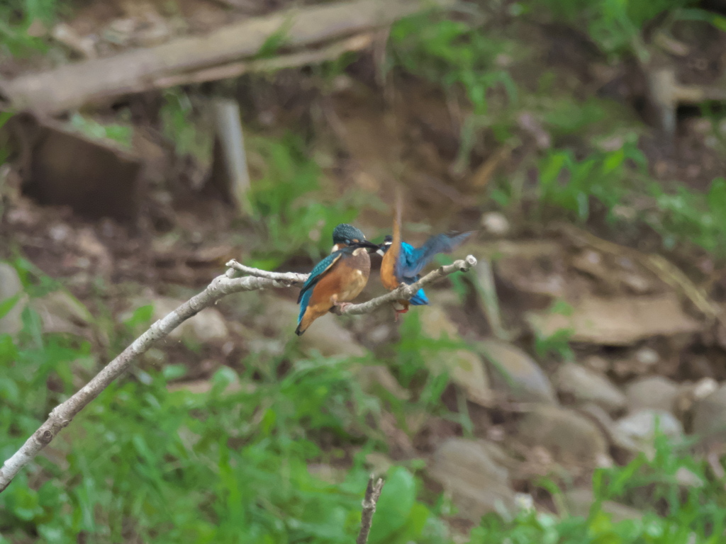 親子 2-2（もう甘えるんじゃない）