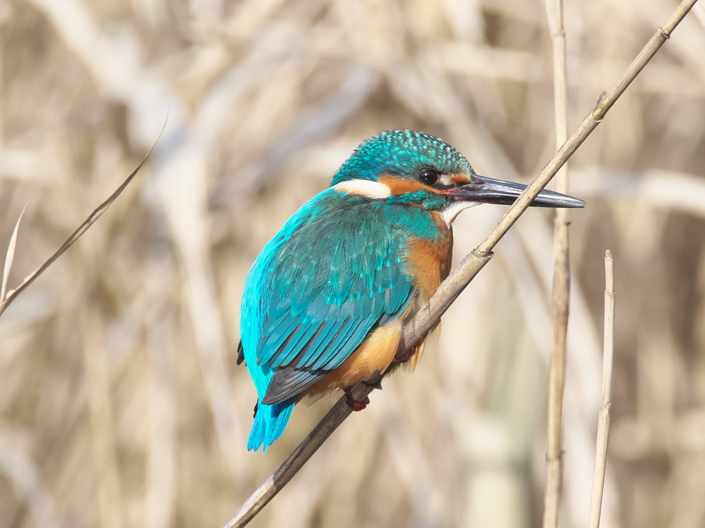 止り木 122（隣の池 オス）
