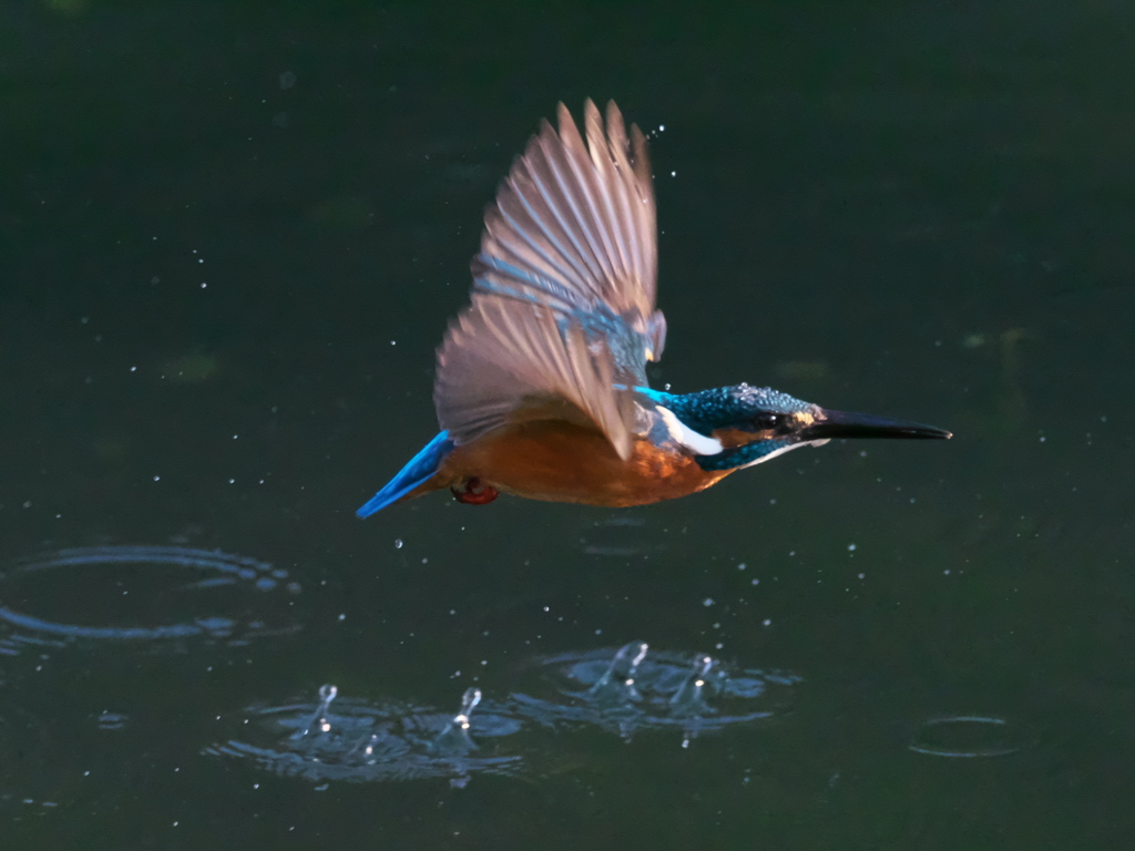 水平飛行 18（父親）
