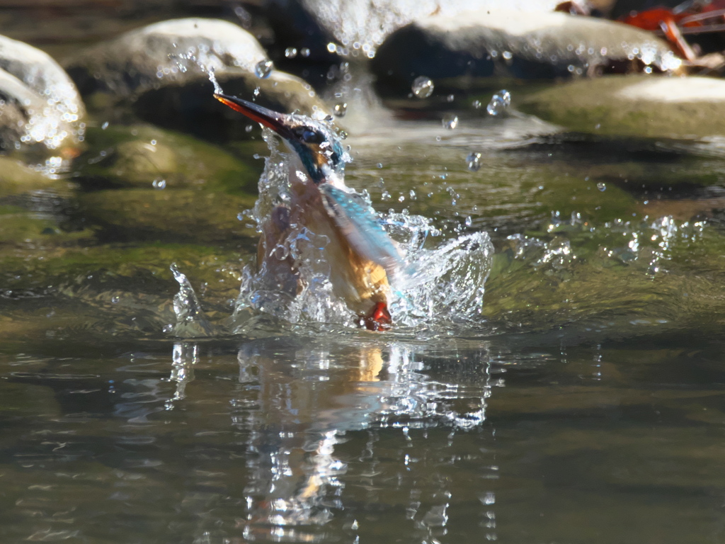 浮上 322-1（嫁候補）