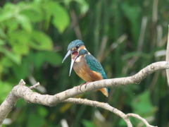 ペレット吐き出し 1-1（雛）