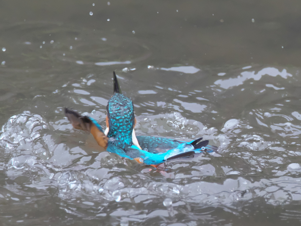 浮上 90（父親）