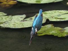 飛び込みシーケンス 2-3