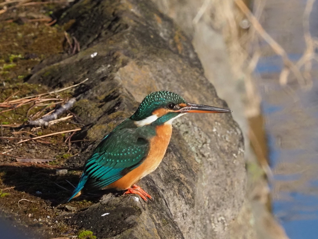 暖かな朝日を浴びて