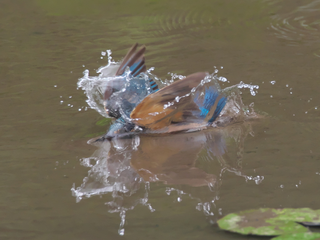 飛び込みシーケンス 7-3（父親）