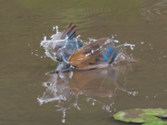 飛び込みシーケンス 7-3（父親）