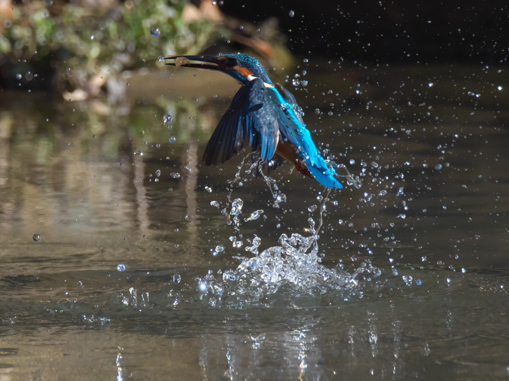 浮上 262（父親）